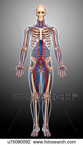 Male anatomy, artwork View Large Illustration Drawing - Male anatomy, artwork. Fotosearch