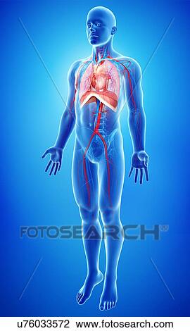 Male anatomy, artwork View Large Illustration Drawing - Male anatomy, artwork. Fotosearch