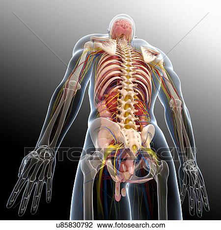 Male anatomy, artwork View Large Illustration Drawing - Male anatomy, artwork. Fotosearch