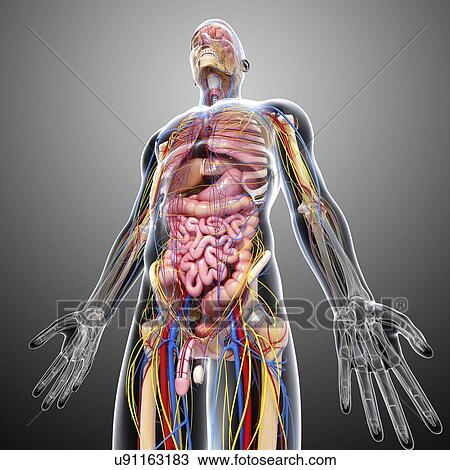 Drawing - Male anatomy, artwork. Fotosearch