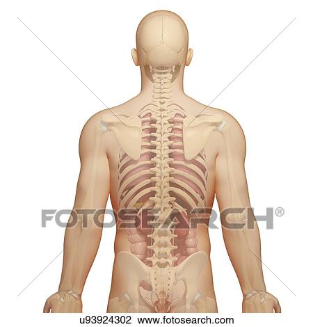 Drawing - Male anatomy, artwork. Fotosearch