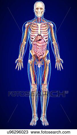 Male anatomy, artwork View Large Illustration Drawing - Male anatomy, artwork. Fotosearch