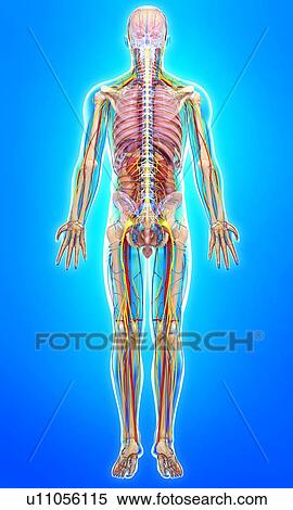 Stock Illustration - Male anatomy, artwork. Fotosearch