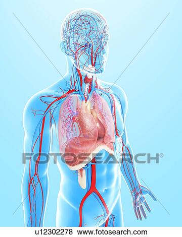 Stock Illustration - Male anatomy, artwork. Fotosearch