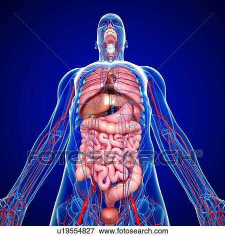 Stock Illustration - Male anatomy, artwork. Fotosearch