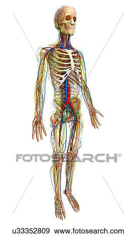 Male anatomy, artwork View Large Illustration Stock Illustration - Male anatomy, artwork. Fotosearch