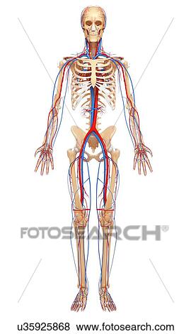 Stock Illustration - Male anatomy, artwork. Fotosearch