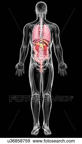 Stock Illustration - Male anatomy, artwork. Fotosearch