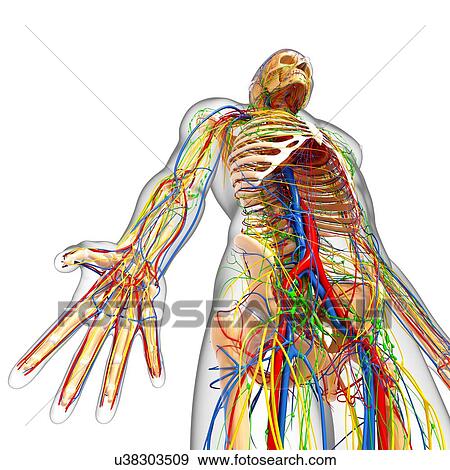 Stock Illustration - Male anatomy, artwork. Fotosearch
