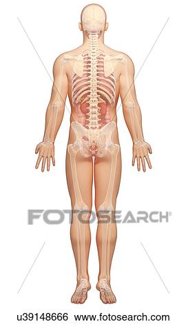 Male anatomy, artwork View Large Illustration Stock Illustration - Male anatomy, artwork. Fotosearch