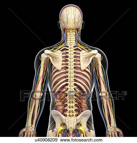 Stock Illustration - Male anatomy, artwork. Fotosearch