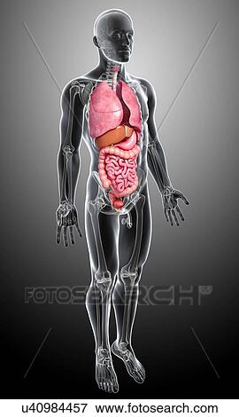 Male anatomy, artwork View Large Illustration Stock Illustration - Male anatomy, artwork. Fotosearch