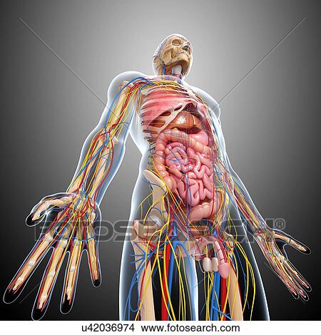 Stock Illustration - Male anatomy, artwork. Fotosearch