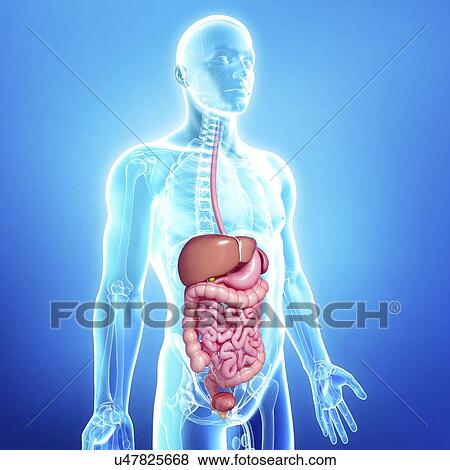 Male anatomy, artwork View Large Illustration Stock Illustration - Male anatomy, artwork. Fotosearch