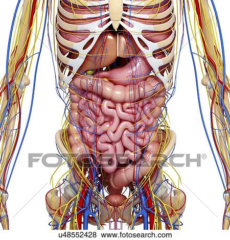 Stock Illustration - Male anatomy, artwork. Fotosearch