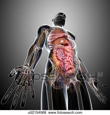 Stock Illustration - Male anatomy, artwork. Fotosearch