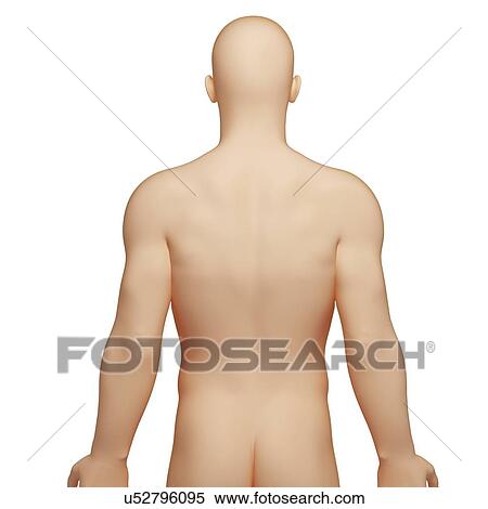 Stock Illustration - Male anatomy, artwork. Fotosearch