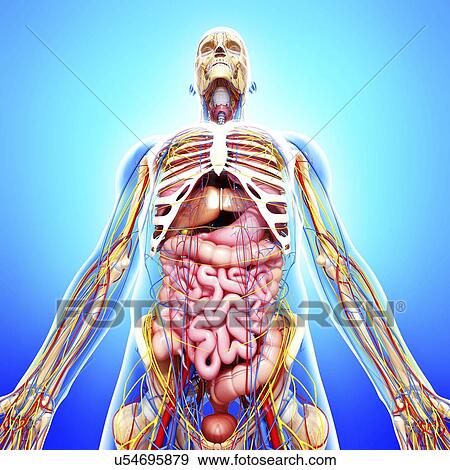 Stock Illustration - Male anatomy, artwork. Fotosearch