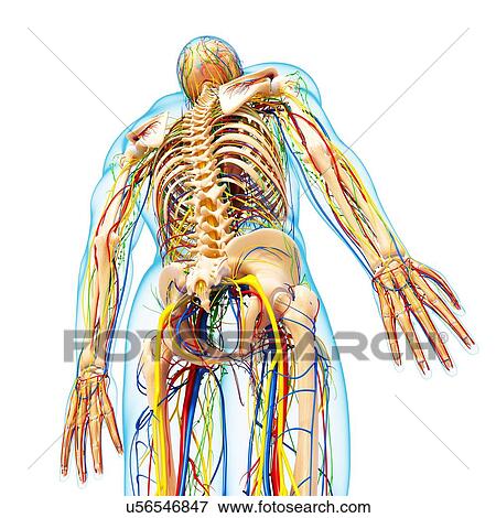 Stock Illustration - Male anatomy, artwork. Fotosearch