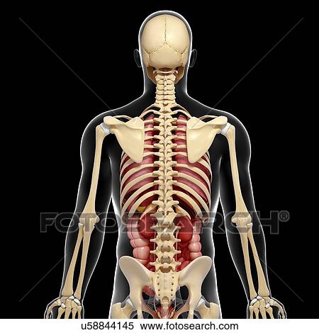 Stock Illustration - Male anatomy, artwork. Fotosearch