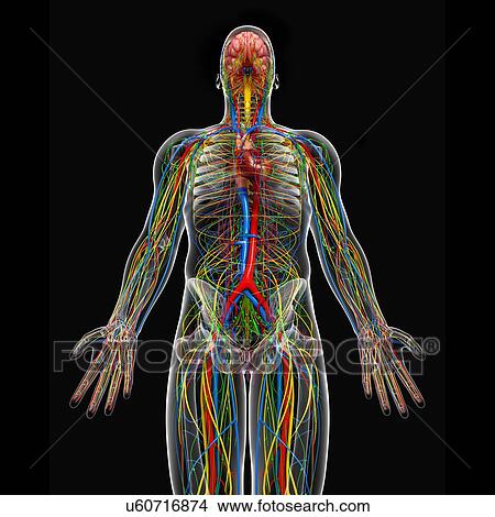 Male anatomy, artwork View Large Illustration Stock Illustration - Male anatomy, artwork. Fotosearch