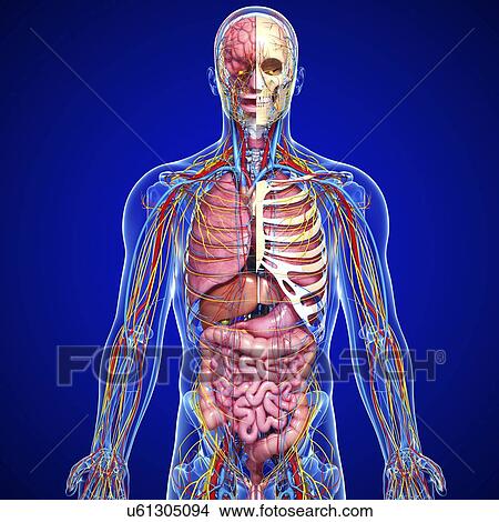 Male anatomy, artwork View Large Illustration Stock Illustration - Male anatomy, artwork. Fotosearch