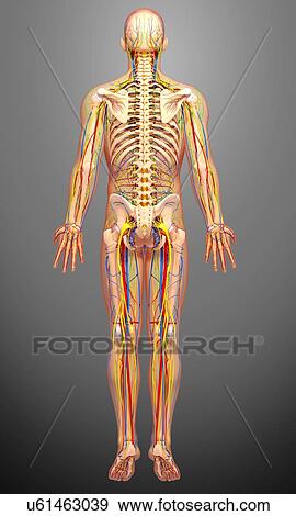 Stock Illustration - Male anatomy, artwork. Fotosearch