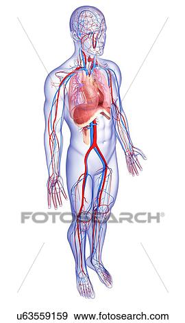 Stock Illustration - Male anatomy, artwork. Fotosearch