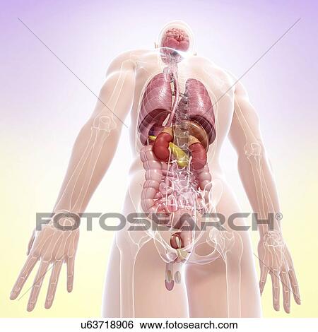 Stock Illustration - Male anatomy, artwork. Fotosearch