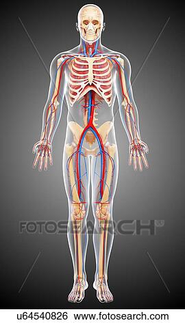 Stock Illustration - Male anatomy, artwork. Fotosearch