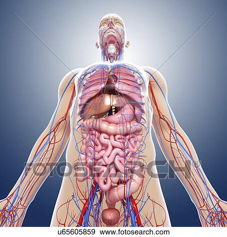 Stock Illustration - Male anatomy, artwork. Fotosearch