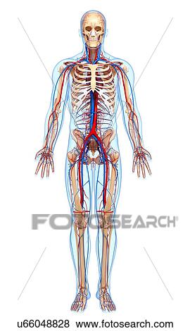 Stock Illustration - Male anatomy, artwork. Fotosearch