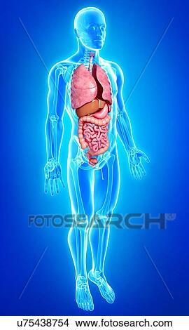 Male anatomy, artwork View Large Illustration Stock Illustration - Male anatomy, artwork. Fotosearch