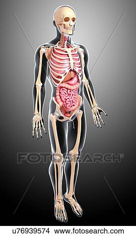 Male anatomy, artwork View Large Illustration Stock Illustration - Male anatomy, artwork. Fotosearch