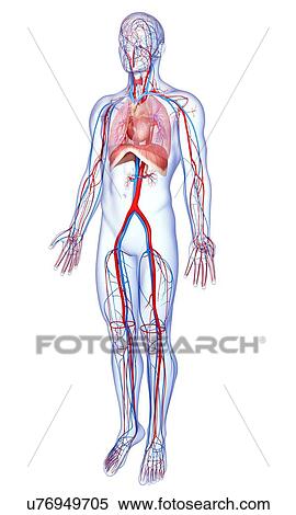 Male anatomy, artwork View Large Illustration Stock Illustration - Male anatomy, artwork. Fotosearch