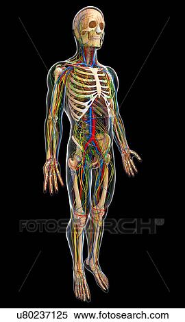 Stock Illustration - Male anatomy, artwork. Fotosearch