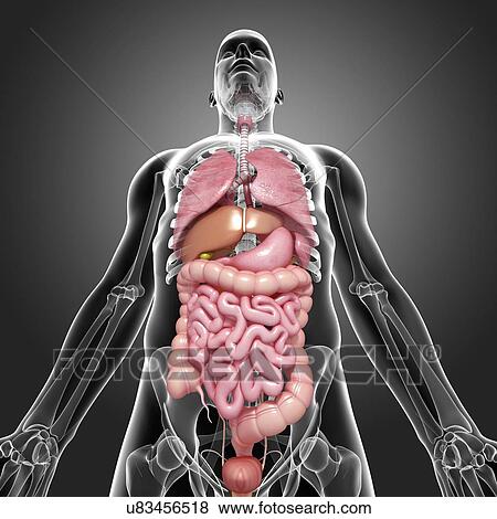 Male anatomy, artwork View Large Illustration Stock Illustration - Male anatomy, artwork. Fotosearch