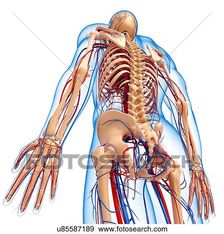 Male anatomy, artwork View Large Illustration Stock Illustration - Male anatomy, artwork. Fotosearch