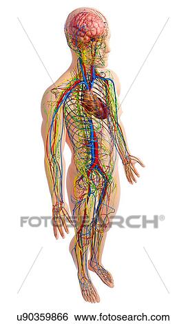 Stock Illustration - Male anatomy, artwork. Fotosearch
