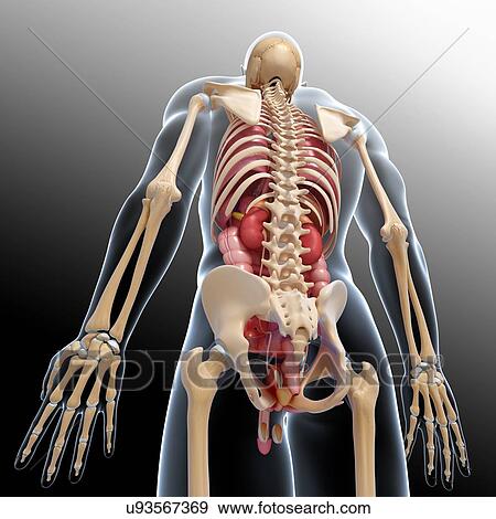 Male anatomy, artwork View Large Illustration Stock Illustration - Male anatomy, artwork. Fotosearch