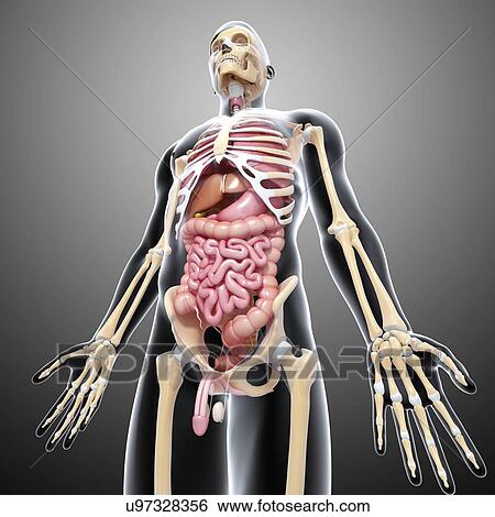Stock Illustration - Male anatomy, artwork. Fotosearch