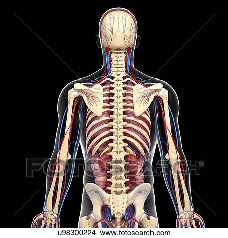 Stock Illustration - Male anatomy, artwork. Fotosearch