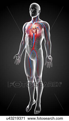 Male cardiovascular system, artwork View Large Illustration Clip Art - Male cardiovascular system, artwork. Fotosearch