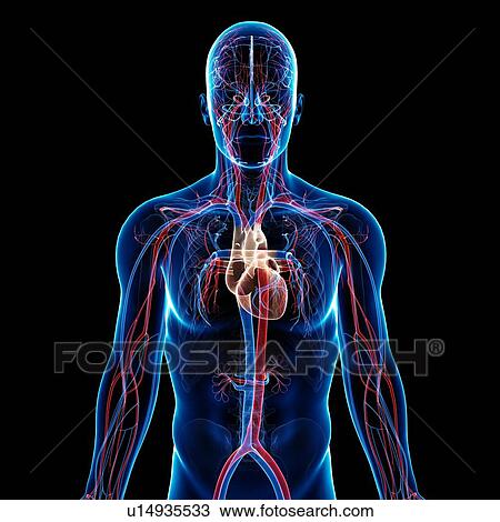 Drawing - Male cardiovascular system, artwork. Fotosearch