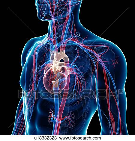 Male cardiovascular system, artwork View Large Illustration Drawing - Male cardiovascular system, artwork. Fotosearch