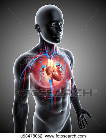 Male cardiovascular system, artwork View Large Illustration Drawing - Male cardiovascular system, artwork. Fotosearch