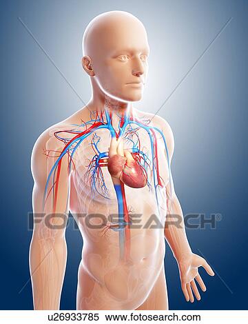 Male cardiovascular system, artwork View Large Illustration Stock Illustration - Male cardiovascular system, artwork. Fotosearch