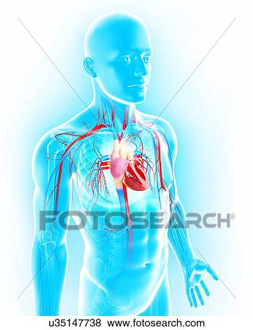 Male cardiovascular system, artwork View Large Illustration Stock Illustration - Male cardiovascular system, artwork. Fotosearch