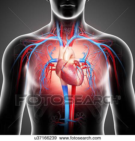 Stock Illustration - Male cardiovascular system, artwork. Fotosearch