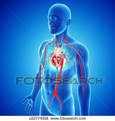 Male cardiovascular system, artwork View Large Illustration Stock Illustration - Male cardiovascular system, artwork. Fotosearch